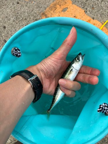 サバの釣果