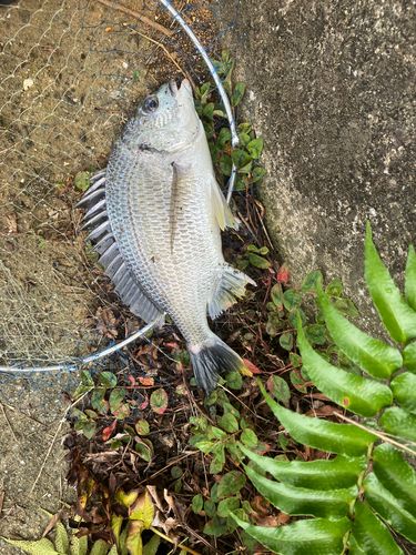 キビレの釣果
