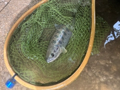 ヤマメの釣果