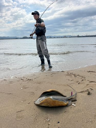 アカエイの釣果