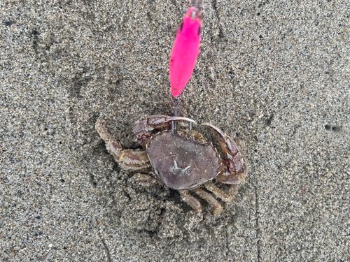 カニの釣果