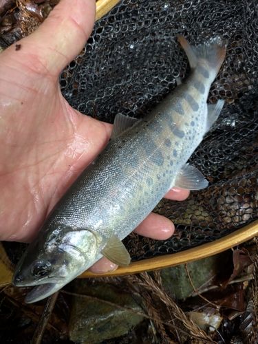 アマゴの釣果
