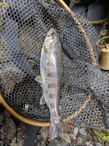 アマゴの釣果