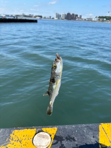 クサフグの釣果