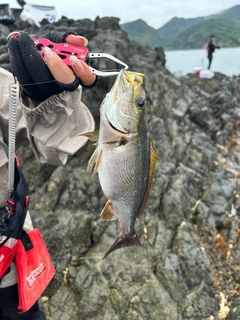 イサキの釣果