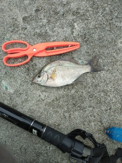 タナゴの釣果