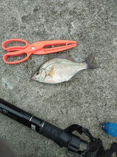 タナゴの釣果