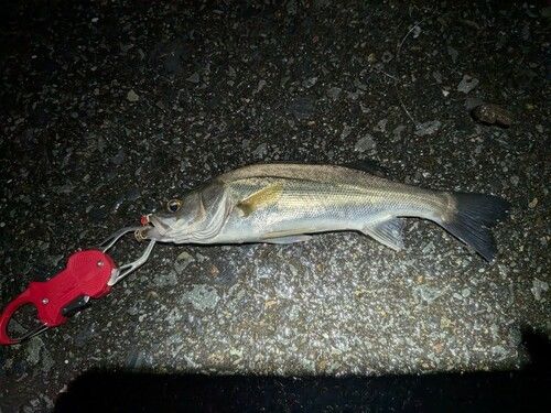 セッパ（マルスズキ）の釣果