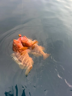 キジハタの釣果