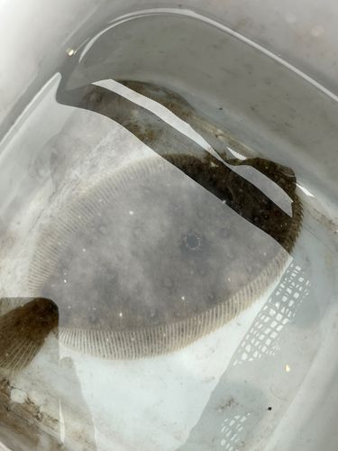 ヒラメの釣果
