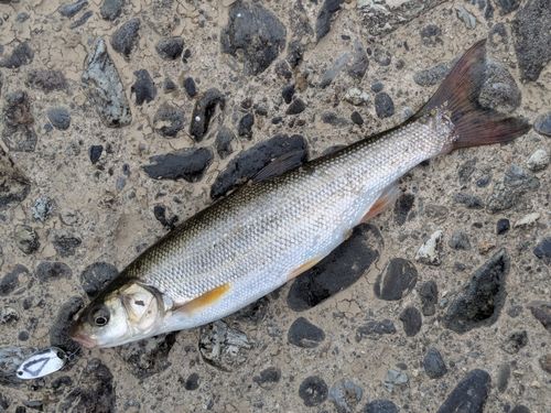 ウグイの釣果