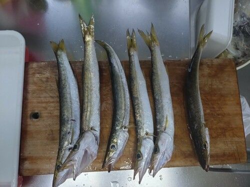 カマスの釣果