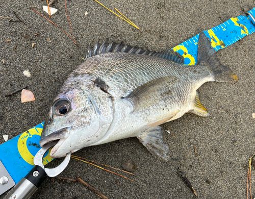 キビレの釣果