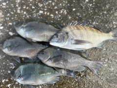 メジナの釣果