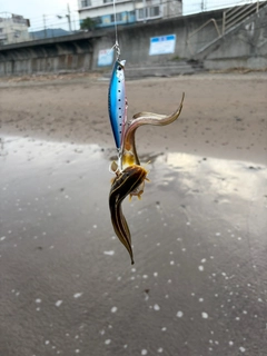 ゴンズイの釣果