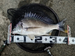 キチヌの釣果