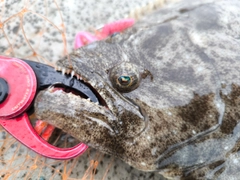 ヒラメの釣果