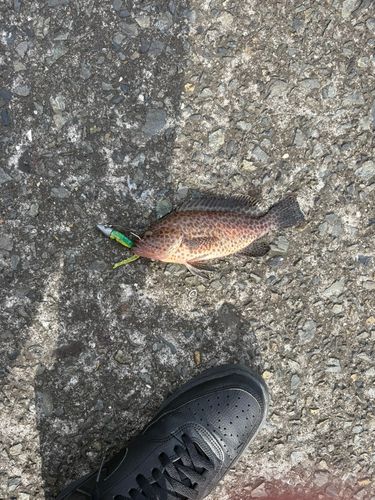 オオモンハタの釣果