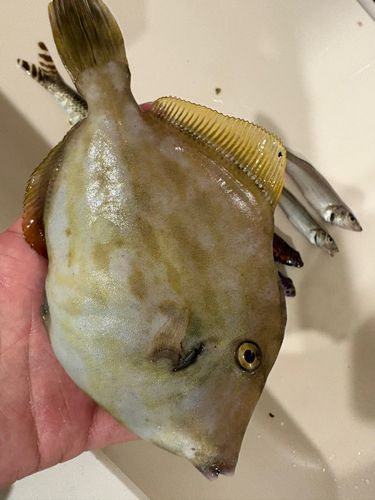 カワハギの釣果