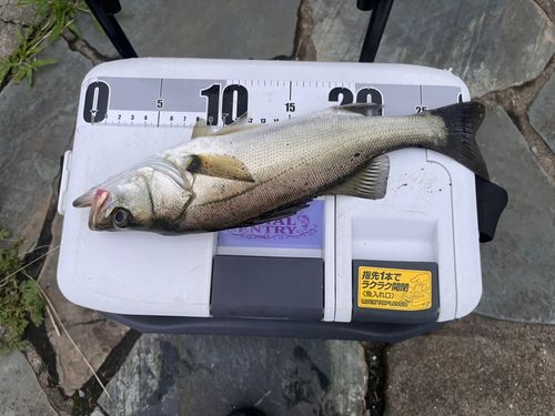 フッコ（マルスズキ）の釣果