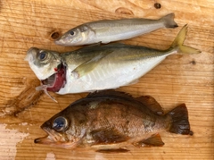 アジの釣果