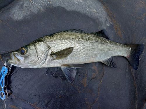 ヒラスズキの釣果