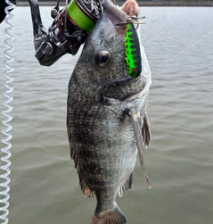 チヌの釣果