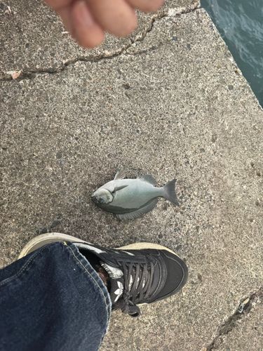 メジナの釣果