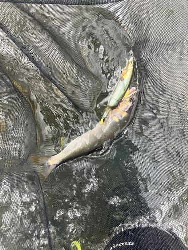 アユの釣果