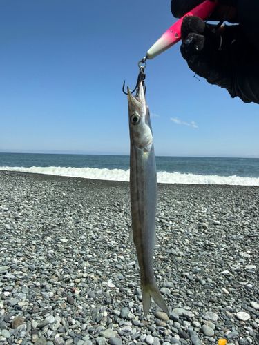 カマスの釣果