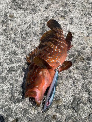 キジハタの釣果