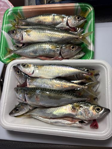 サバの釣果