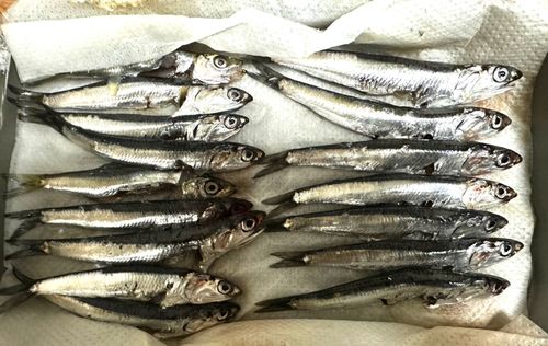 カタクチイワシの釣果