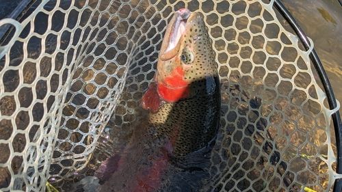 ニジマスの釣果