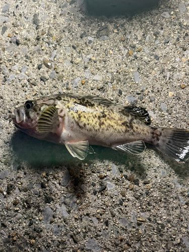 ソイの釣果