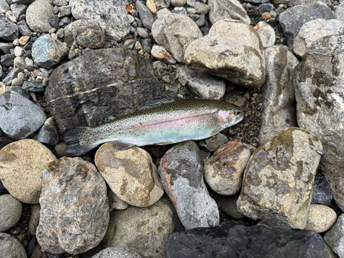 ニジマスの釣果
