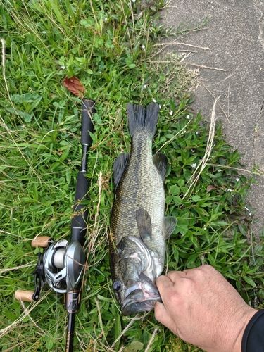 釣果一覧】大阪府で釣れたブラックバス - アングラーズ | 釣果600万件