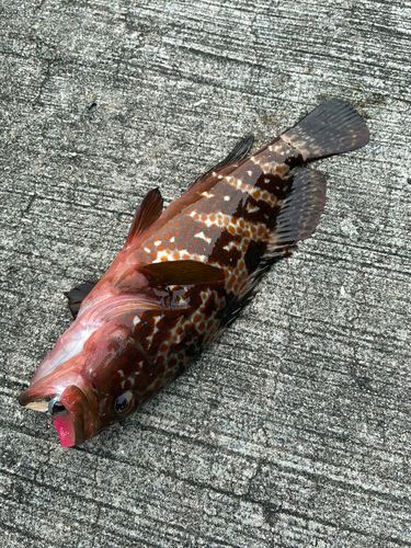 アコウの釣果