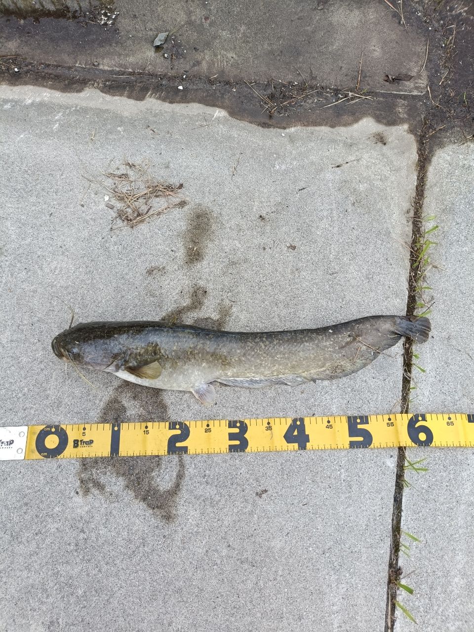 ナマズの釣果写真