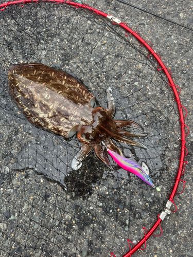 コウイカの釣果