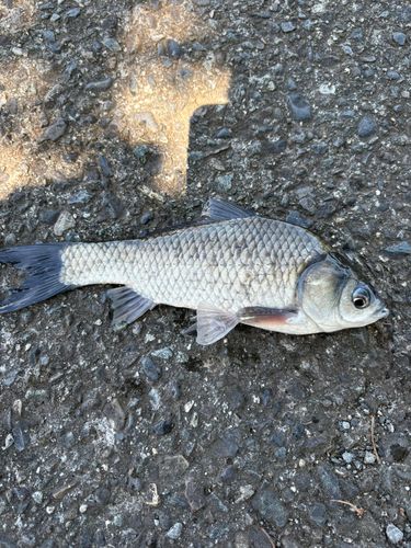 ヘラブナの釣果