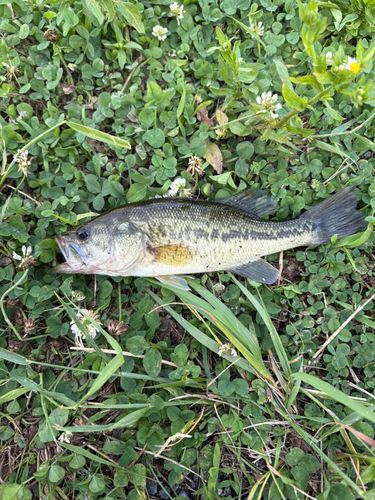 ヘラブナの釣果