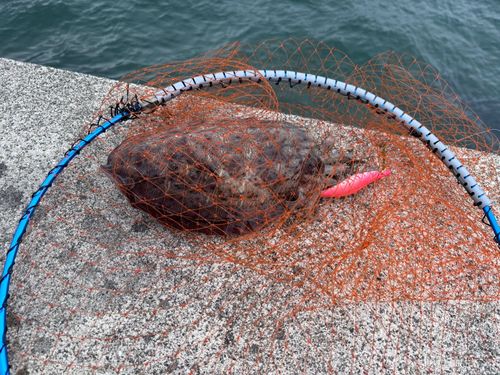コウイカの釣果
