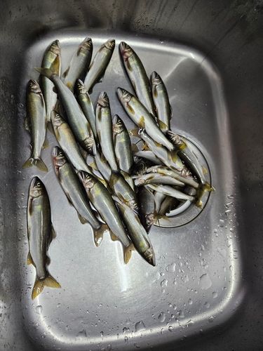 アユの釣果