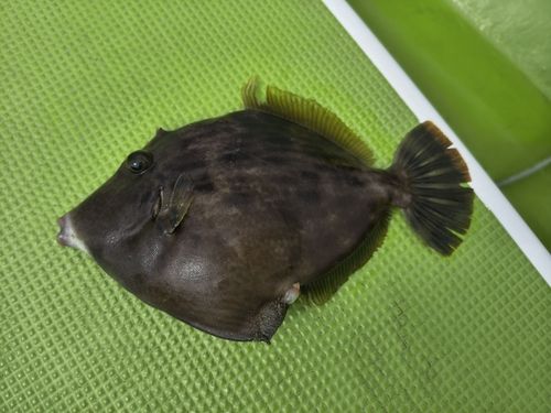 カワハギの釣果