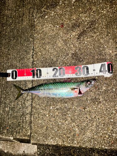 サバの釣果