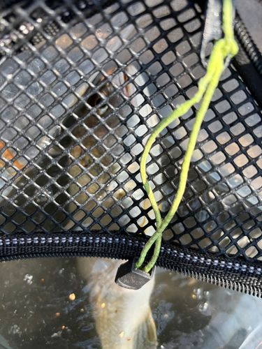 シログチの釣果