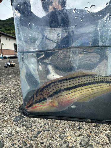 キュウセンの釣果