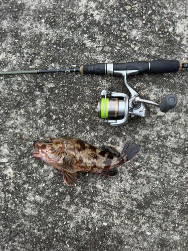 ガシラの釣果