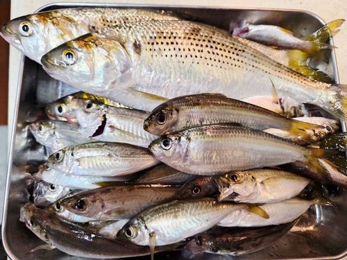 コノシロの釣果